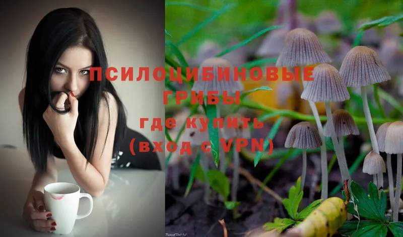 Псилоцибиновые грибы Psilocybe  где найти наркотики  Гдов 